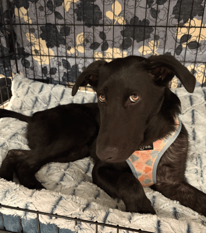 Screenshot 2025-12-23 at 10.46.18 PM.png