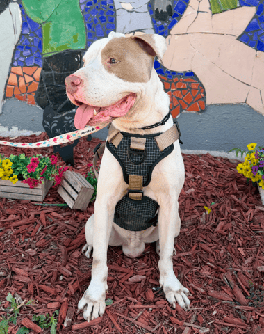 Screenshot 2025-12-24 at 11.57.02 AM.png