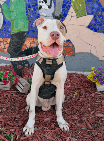 Screenshot 2025-12-24 at 11.56.57 AM.png