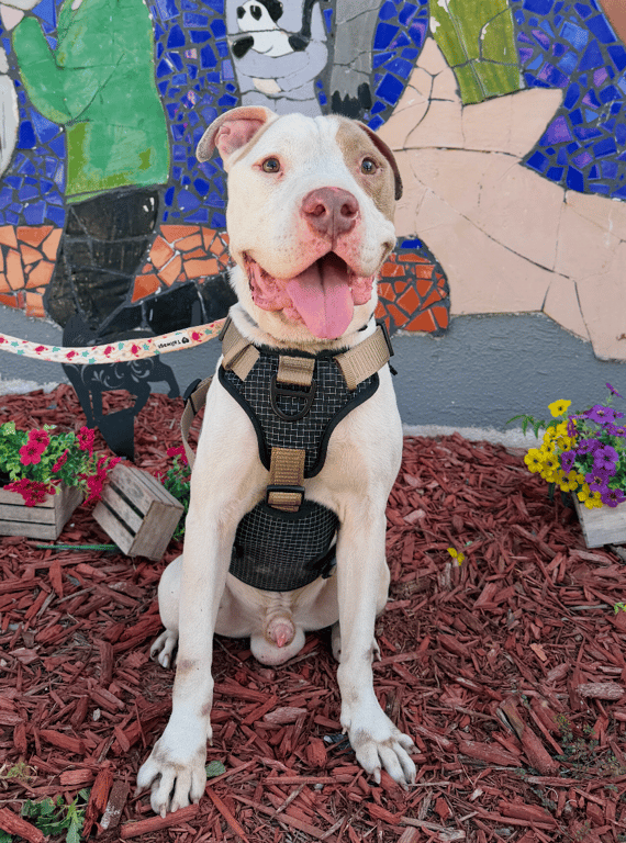 Screenshot 2025-12-24 at 11.56.57 AM.png