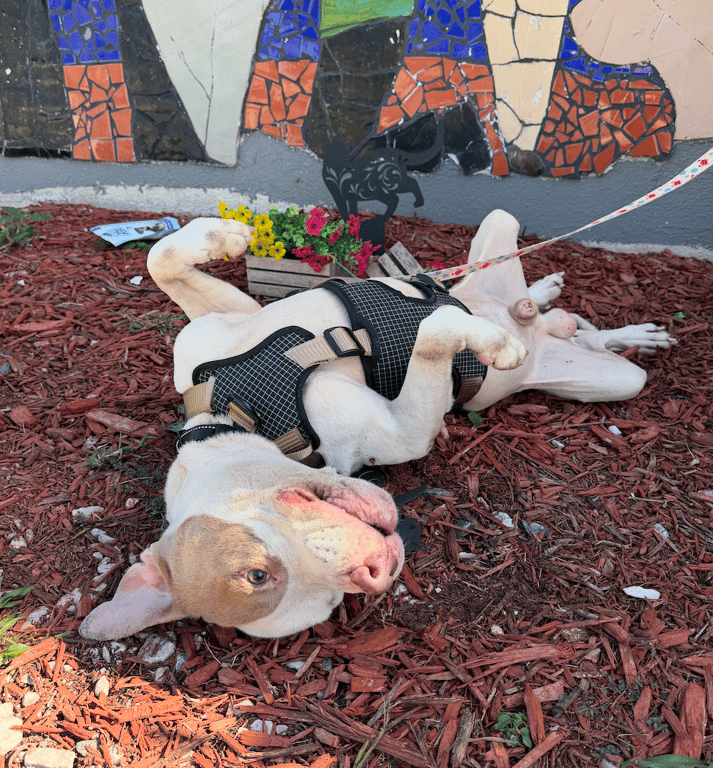 Screenshot 2025-12-24 at 11.56.52 AM.png