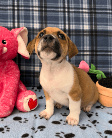 Screenshot 2025-12-30 at 4.41.00 PM.png