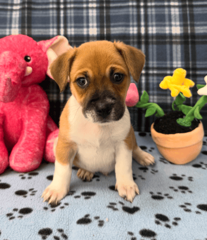 Screenshot 2025-12-30 at 4.40.56 PM.png