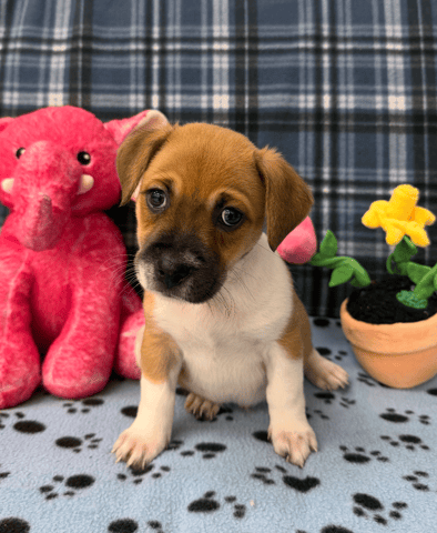 Screenshot 2025-12-30 at 4.40.52 PM.png