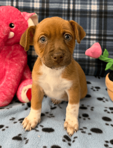 Screenshot 2025-12-30 at 4.42.14 PM.png