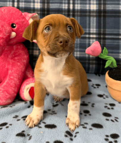 Screenshot 2025-12-30 at 4.48.34 PM.png