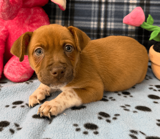 Screenshot 2025-12-30 at 4.49.10 PM.png