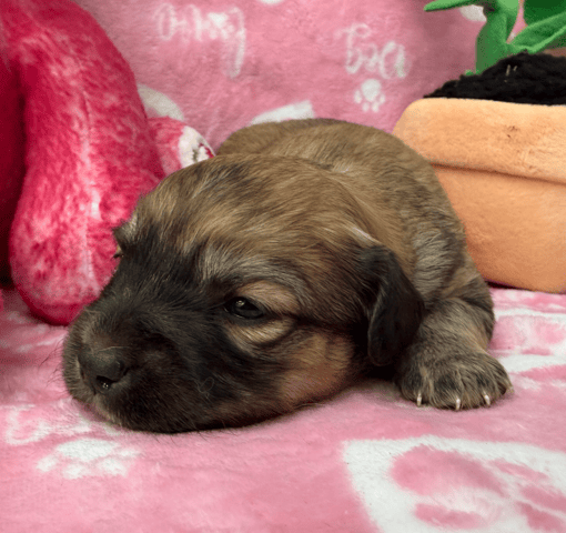 Screenshot 2025-12-30 at 5.49.30 PM.png