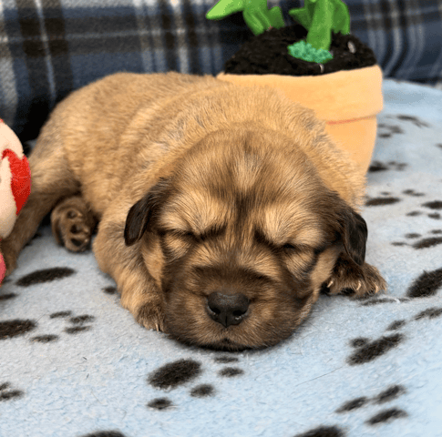 Screenshot 2025-12-30 at 5.50.27 PM.png