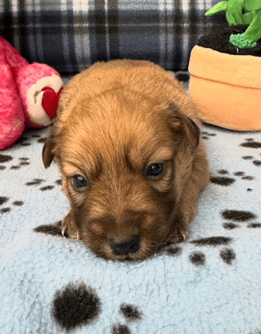 Screenshot 2025-12-30 at 5.51.06 PM.png