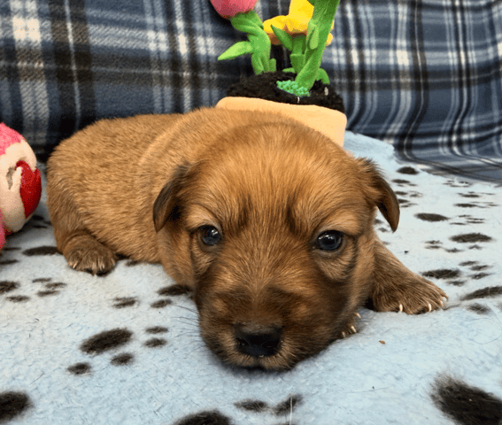 Screenshot 2025-12-30 at 5.51.02 PM.png