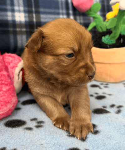 Screenshot 2025-12-30 at 5.51.50 PM.png