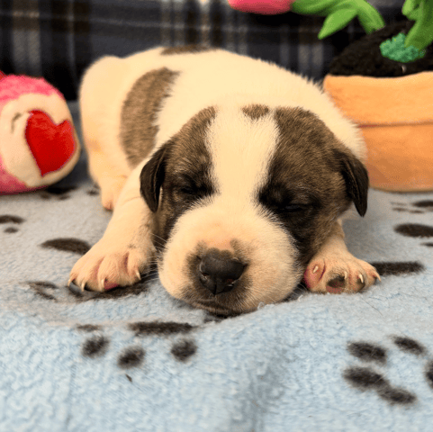 Screenshot 2025-12-30 at 5.53.32 PM.png