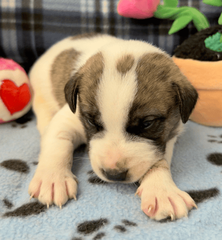 Screenshot 2025-12-30 at 5.53.29 PM.png