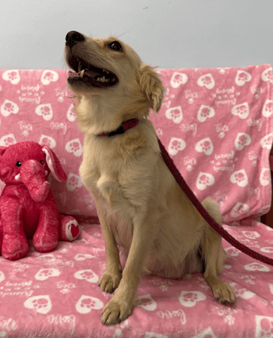 Screenshot 2025-12-30 at 5.58.16 PM.png