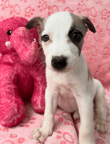 Screenshot 2025-12-31 at 1.51.57 PM.png