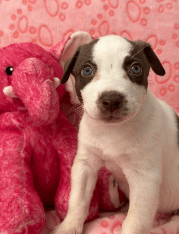 Screenshot 2025-12-31 at 1.52.04 PM.png