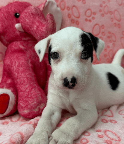 Screenshot 2025-12-31 at 1.52.20 PM.png