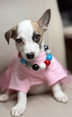 Screenshot 2026-01-23 at 5.16.55 PM.png