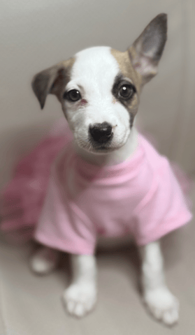 Screenshot 2026-01-23 at 5.17.03 PM.png