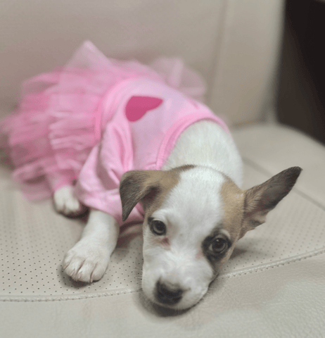 Screenshot 2026-01-23 at 5.17.12 PM.png