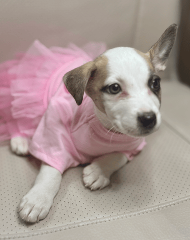 Screenshot 2026-01-23 at 5.17.28 PM.png