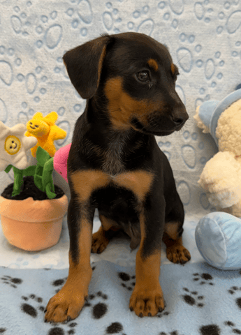 Screenshot 2026-01-27 at 5.13.59 PM.png