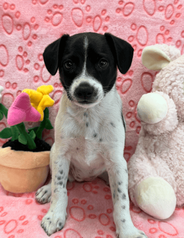 Screenshot 2026-01-27 at 5.14.49 PM.png