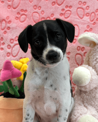 Screenshot 2026-01-27 at 5.14.38 PM.png