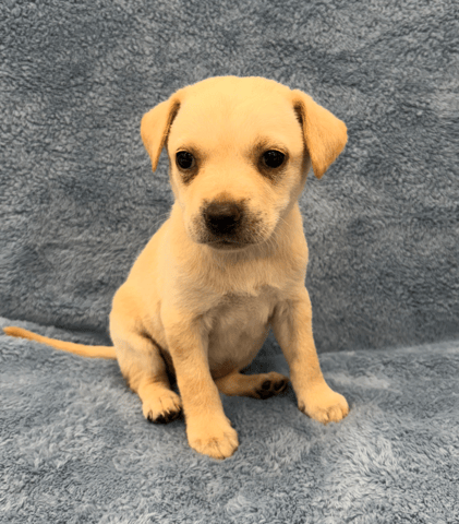 Screenshot 2026-01-30 at 6.05.39 PM.png