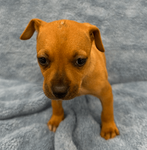 Screenshot 2026-01-30 at 6.06.15 PM.png