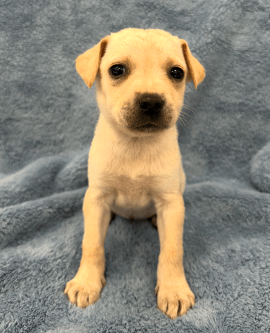 Screenshot 2026-01-30 at 6.06.39 PM.png