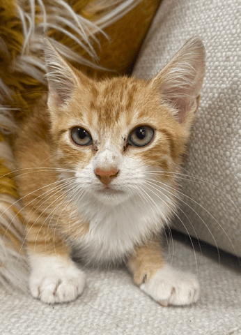 Screenshot 2026-01-30 at 6.25.07 PM.png