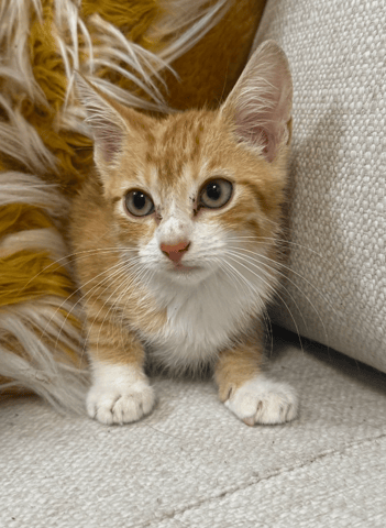 Screenshot 2026-01-30 at 6.24.55 PM.png