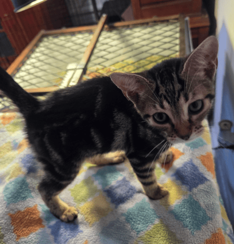 Screenshot 2026-01-30 at 6.43.48 PM.png