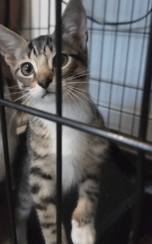 Screenshot 2026-01-30 at 6.44.09 PM.png