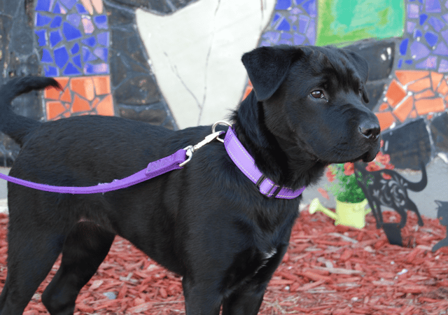 Screenshot 2026-02-09 at 5.44.53 PM.png