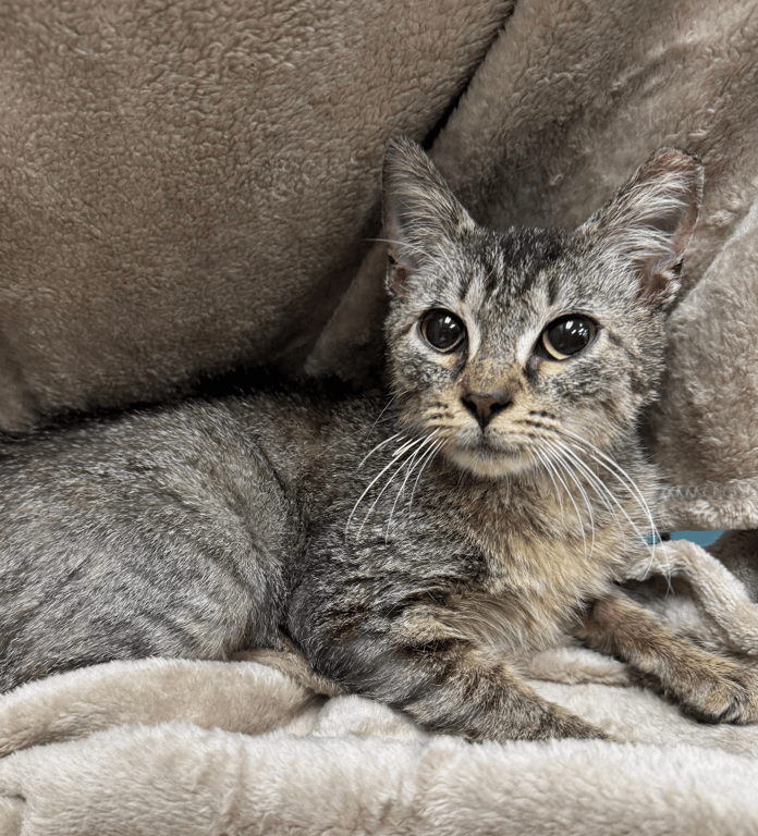 Screenshot 2026-03-01 at 5.43.21 PM.png