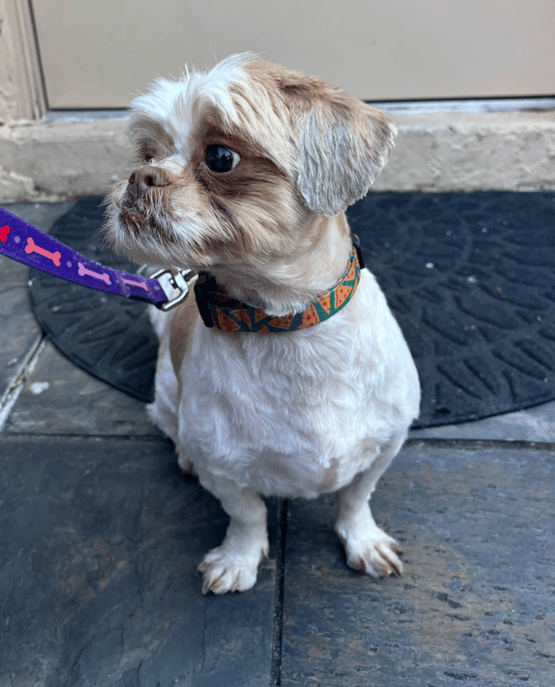 Screenshot 2026-03-05 at 7.43.01 PM.png