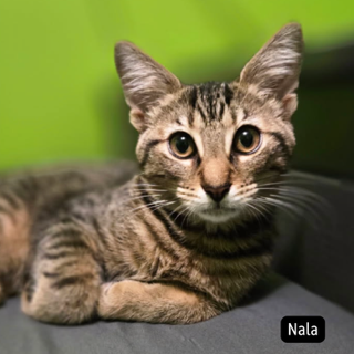 NALA