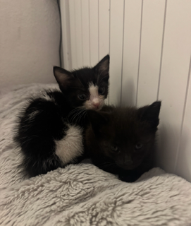 f2a24fd1-dde4-4058-a812-8ae481f1bca1 (1).png