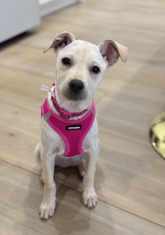 Screenshot 2026-03-23 at 5.05.31 PM.png