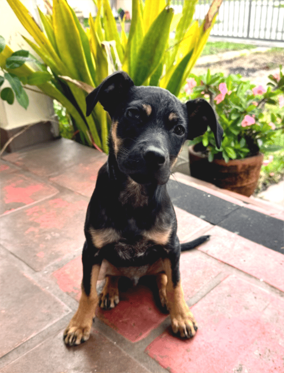 Screenshot 2026-03-23 at 5.09.30 PM.png