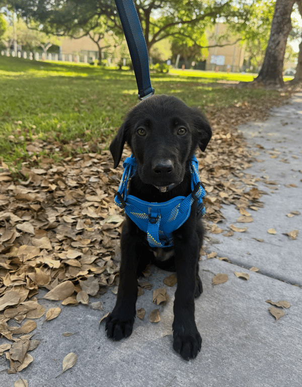 Screenshot 2026-04-02 at 3.26.02 PM.png