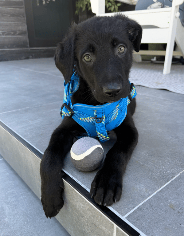 Screenshot 2026-04-02 at 3.25.45 PM.png