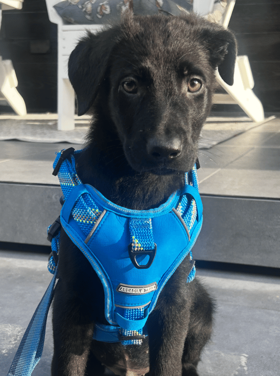 Screenshot 2026-04-02 at 3.25.26 PM.png