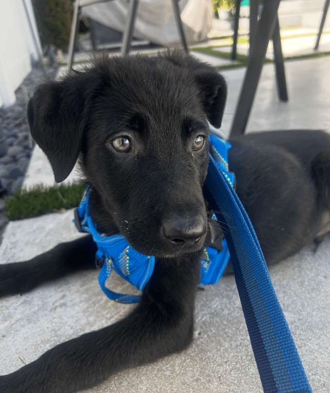 Screenshot 2026-04-02 at 3.25.53 PM.png