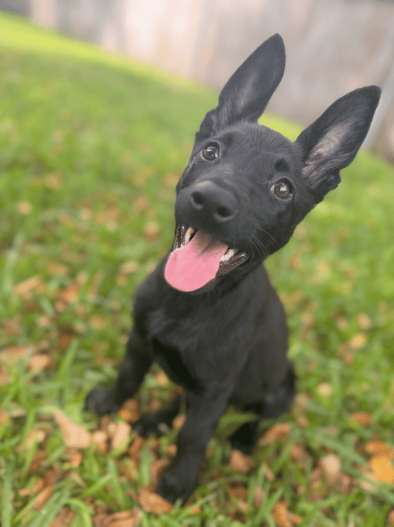 Screenshot 2026-04-02 at 3.28.21 PM.png