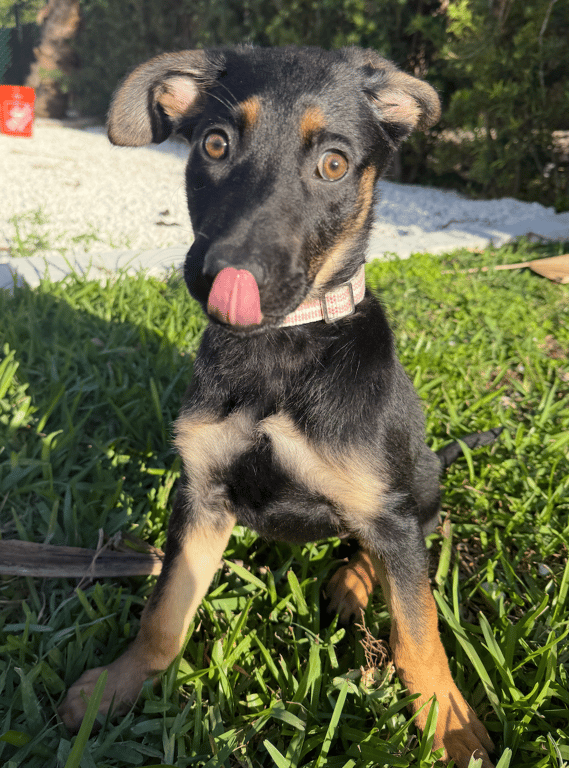 Screenshot 2026-04-02 at 3.29.35 PM.png