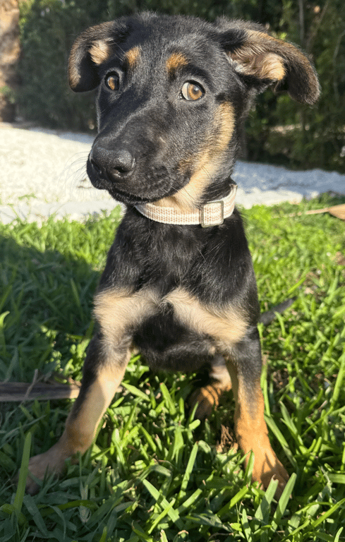 Screenshot 2026-04-02 at 3.29.29 PM.png